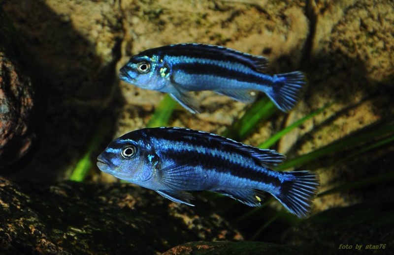 Pseudotropheus cyaneorhabdos 'Maingano Island'